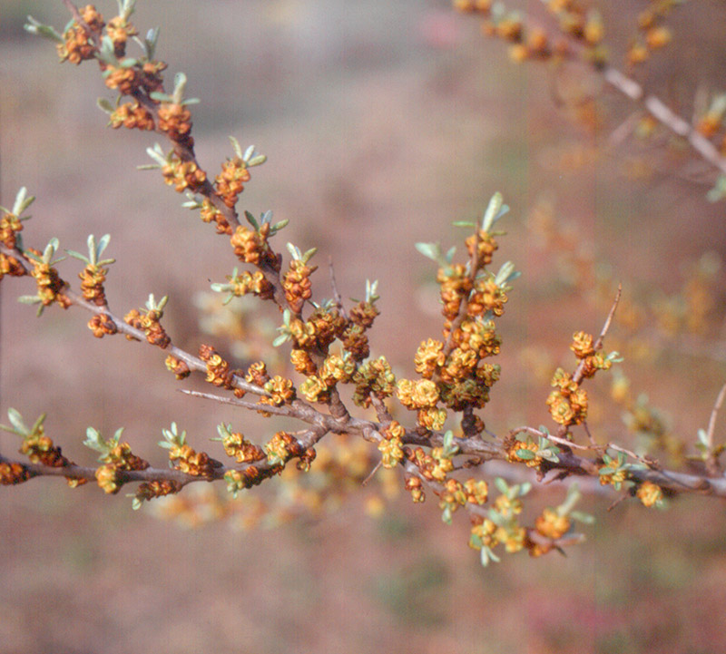 HIPPOPHAE rhamnoides ´Pollmix 1´