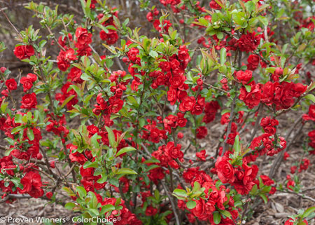 chaenomeles-double-take-scarlet-storm-2