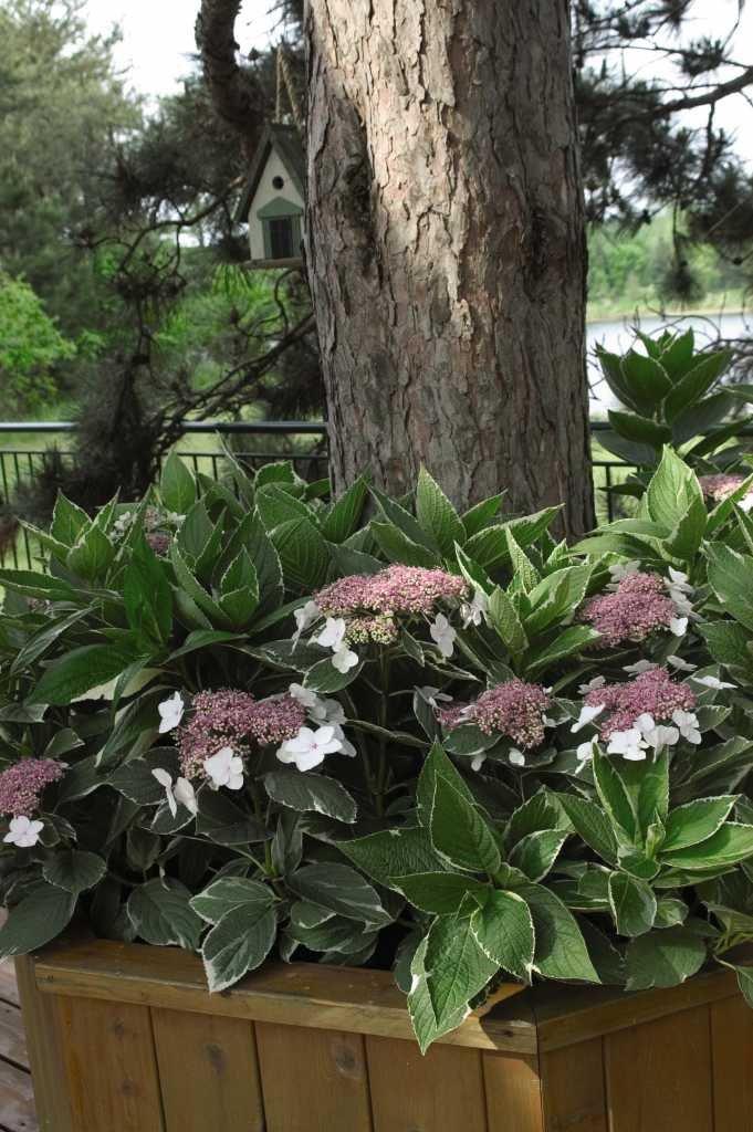 HYDRANGEA-macrophylla-Light-O-Day-1