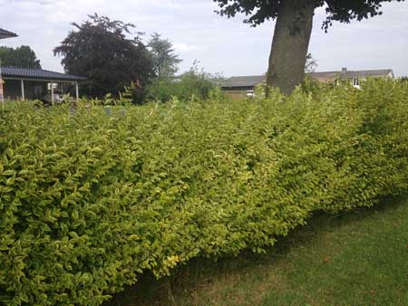 ligustrum-ovalifolium-aureum-2