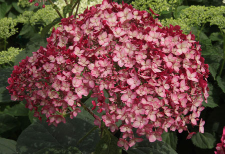 invincibelle_ruby_hydrangea-4