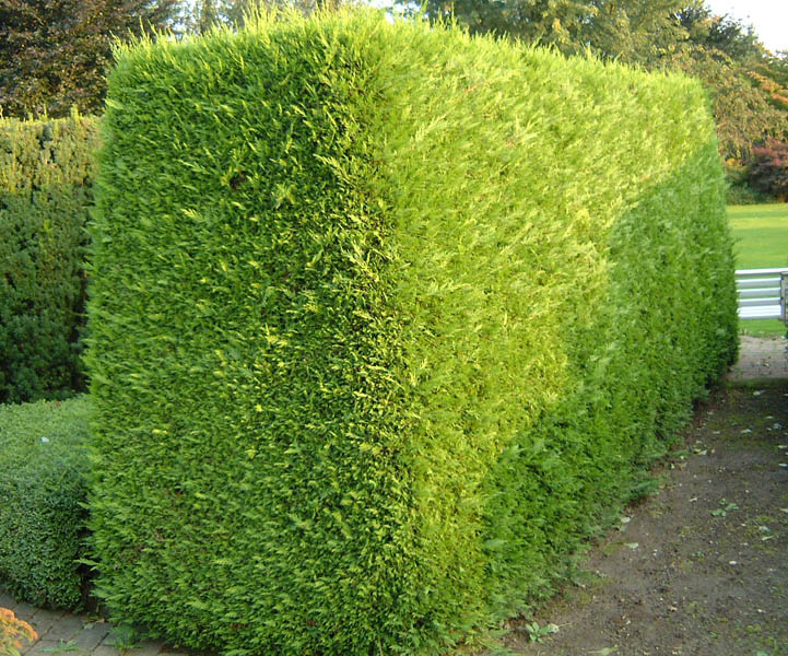 CUPRESSOCYPARIS leylandii