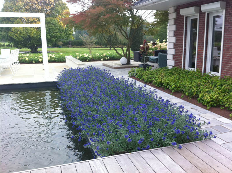 caryopteris-clandonensis-blauer-spatz-18