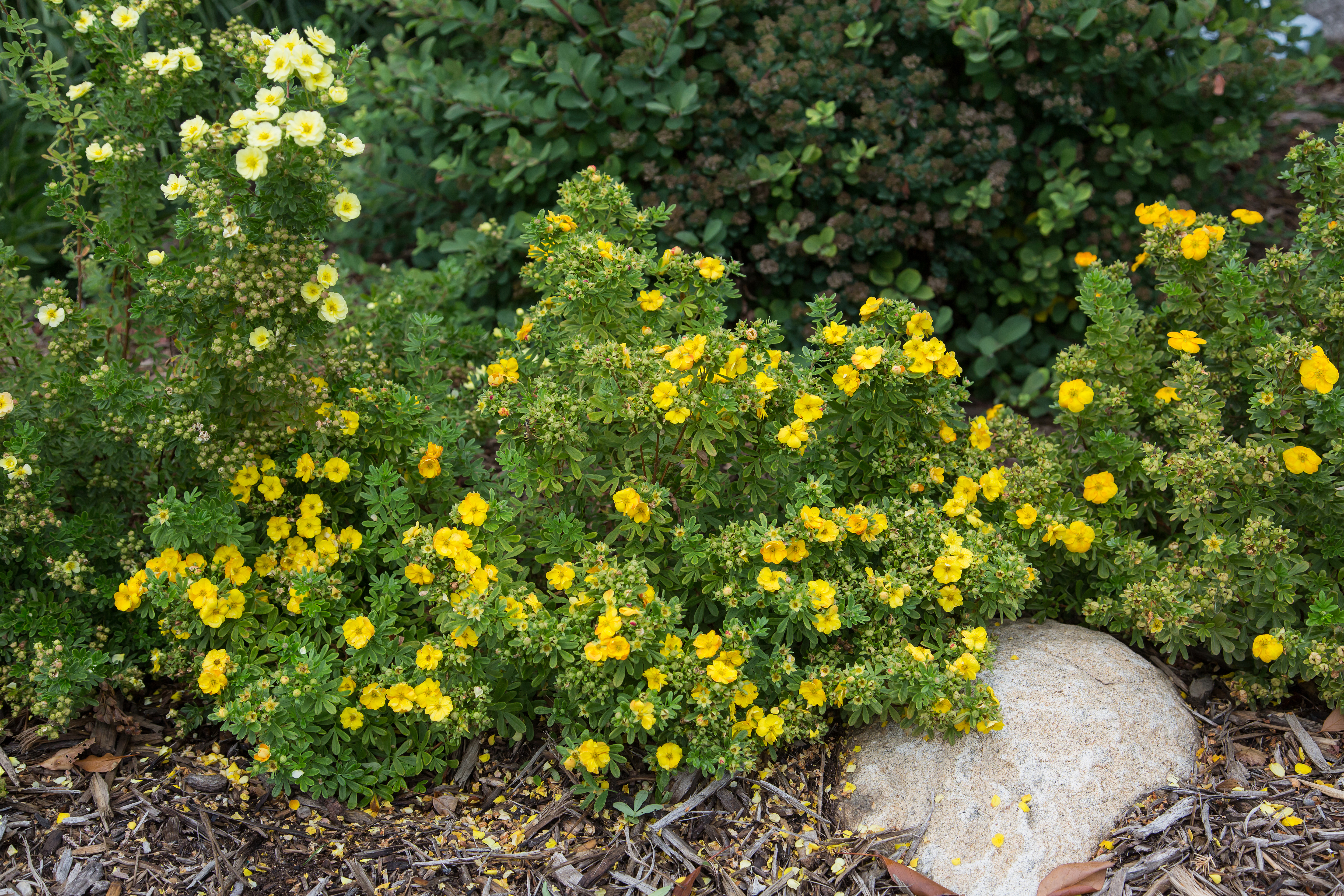 POTENTILLA fruticosa ´Mandarin Tango´ (´JEFMAN´)Ⓢ FE®