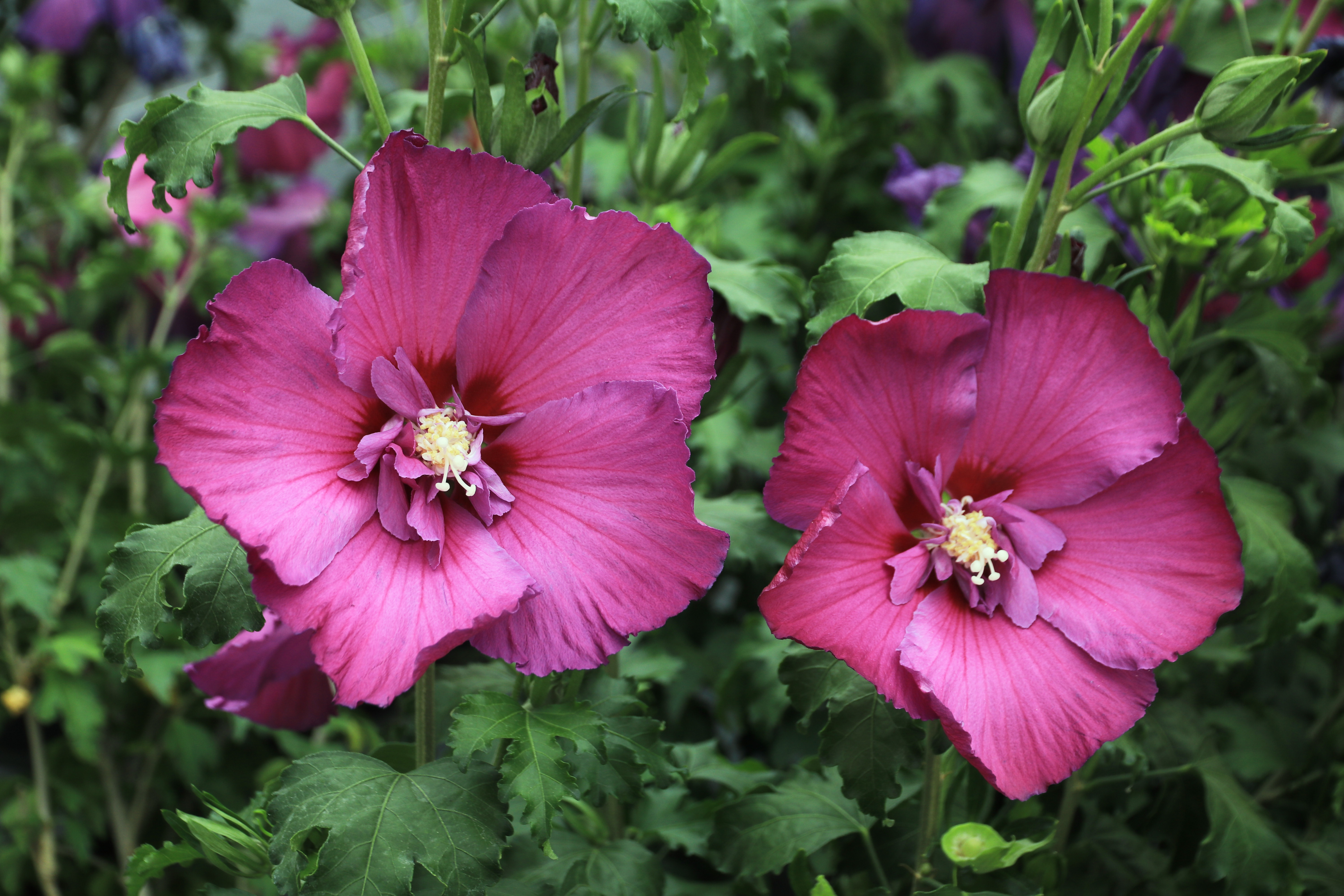 Hibiscus ´Walberton’s® Lunar® Rhapsody´ (´WALHIRAP´)Ⓢ