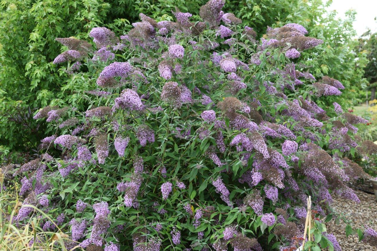 Buddleja-davidii-Gulliver-12