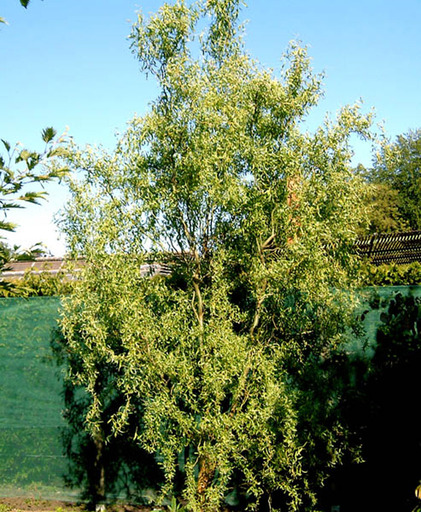 SALIX matsudana ´Tortuosa´