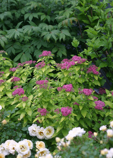 SPIRAEA japonica ´Double Play® ´Gold´ (´Yan´)Ⓢ PW®