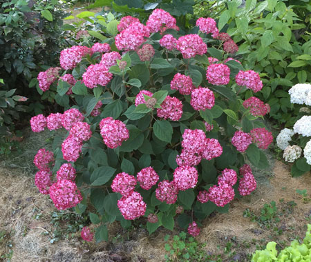 invincibelle_ruby_9b