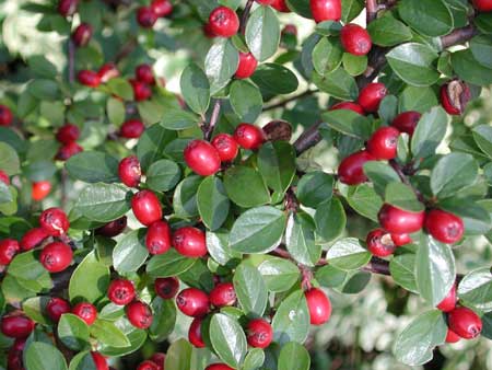 COTONEASTER dielsianus (= applanatus)