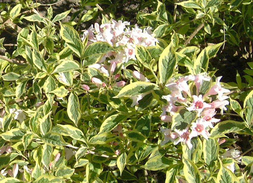 weigela-florida-variegata