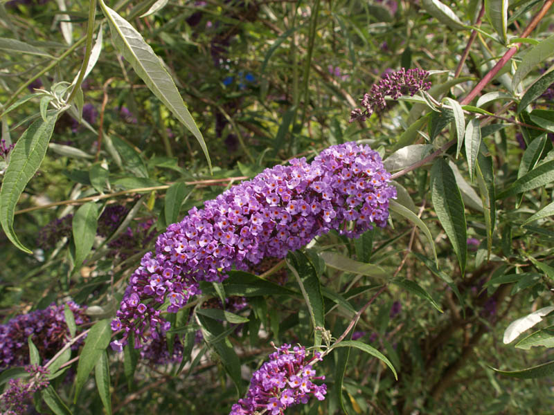 buddleja-davidii-empire-blue-4