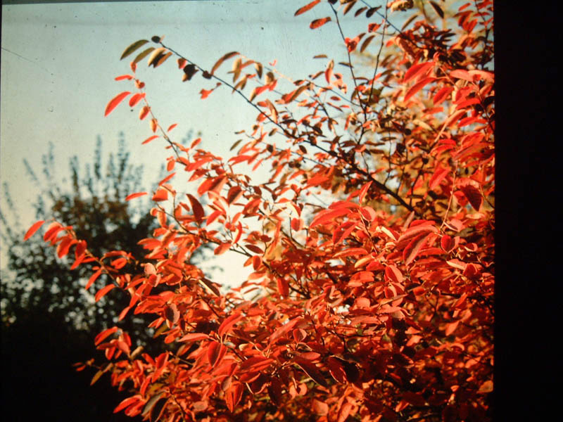 amelanchier-lamarckii-5