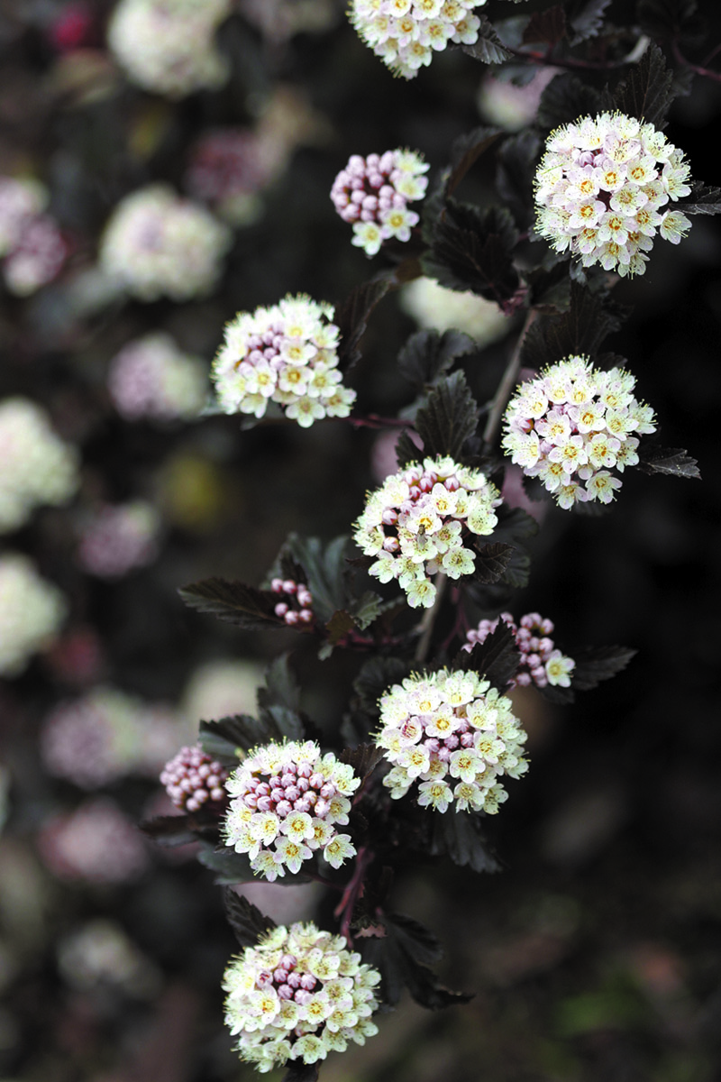 physocarpus-opulifolius-summer-wine-253b13029cb7ee