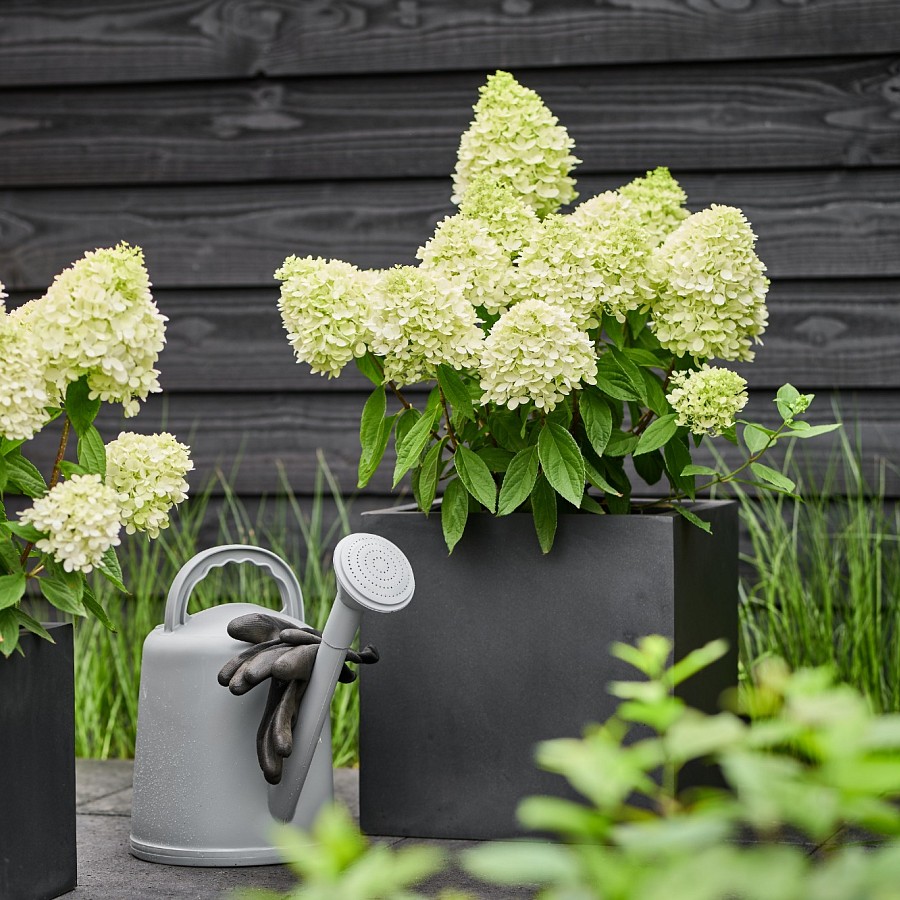 HYDRANGEA paniculata ´Magical® Summer´ (´Bokrathirteen´)Ⓢ