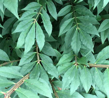 euonymus-alatus-little-moses-8