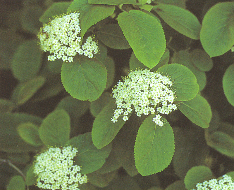 VIBURNUM lantana