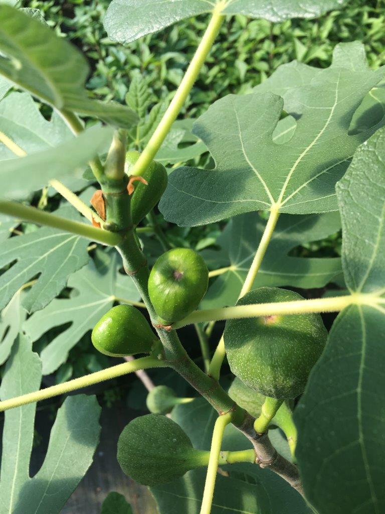 ficus-carica-aromabella
