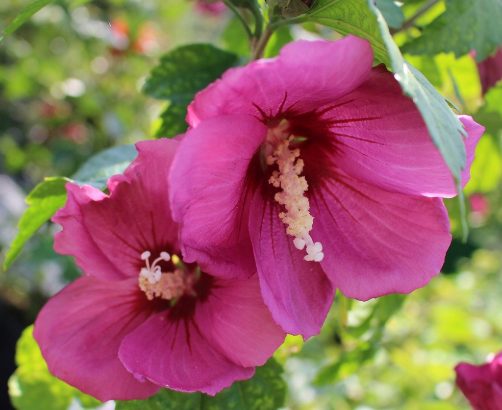 Hibiscus syriacus Red Devil ('AartDevil1')