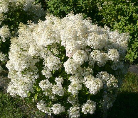 Hydrangea-paniculata-Bobo-3