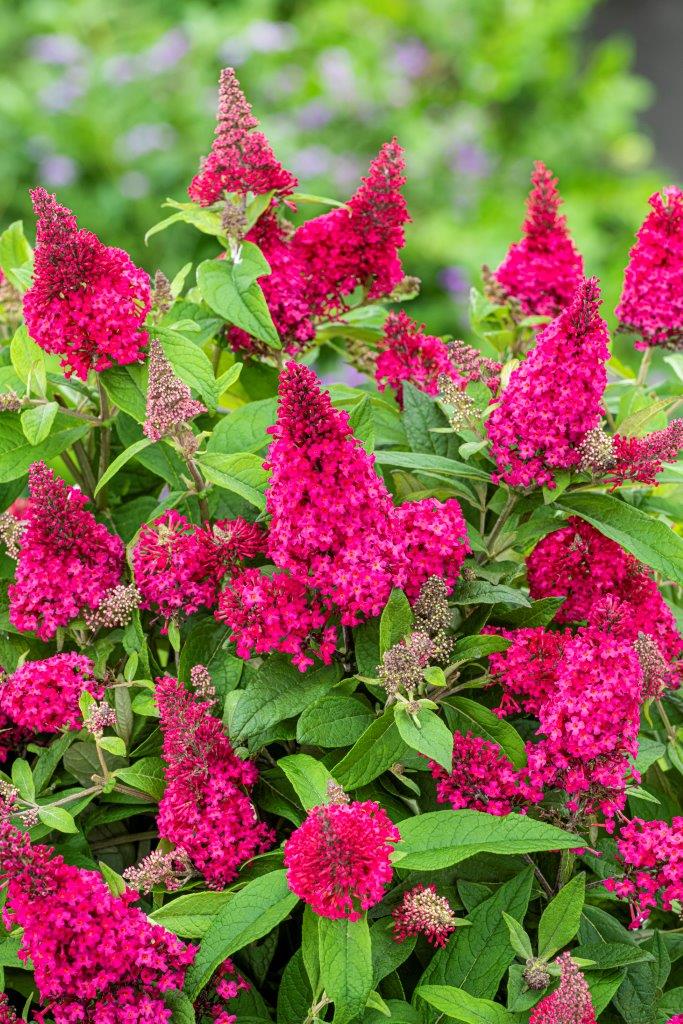 Buddleja-Butterfly-Candy-Little-Ruby_60007662_CLEAN_01