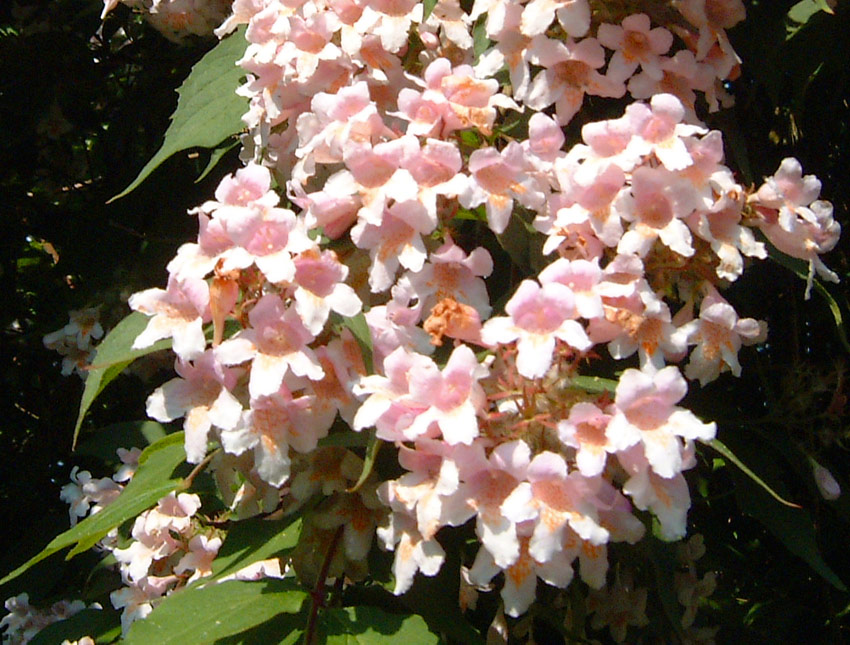 kolkwitzia-amabilis-rosea-5