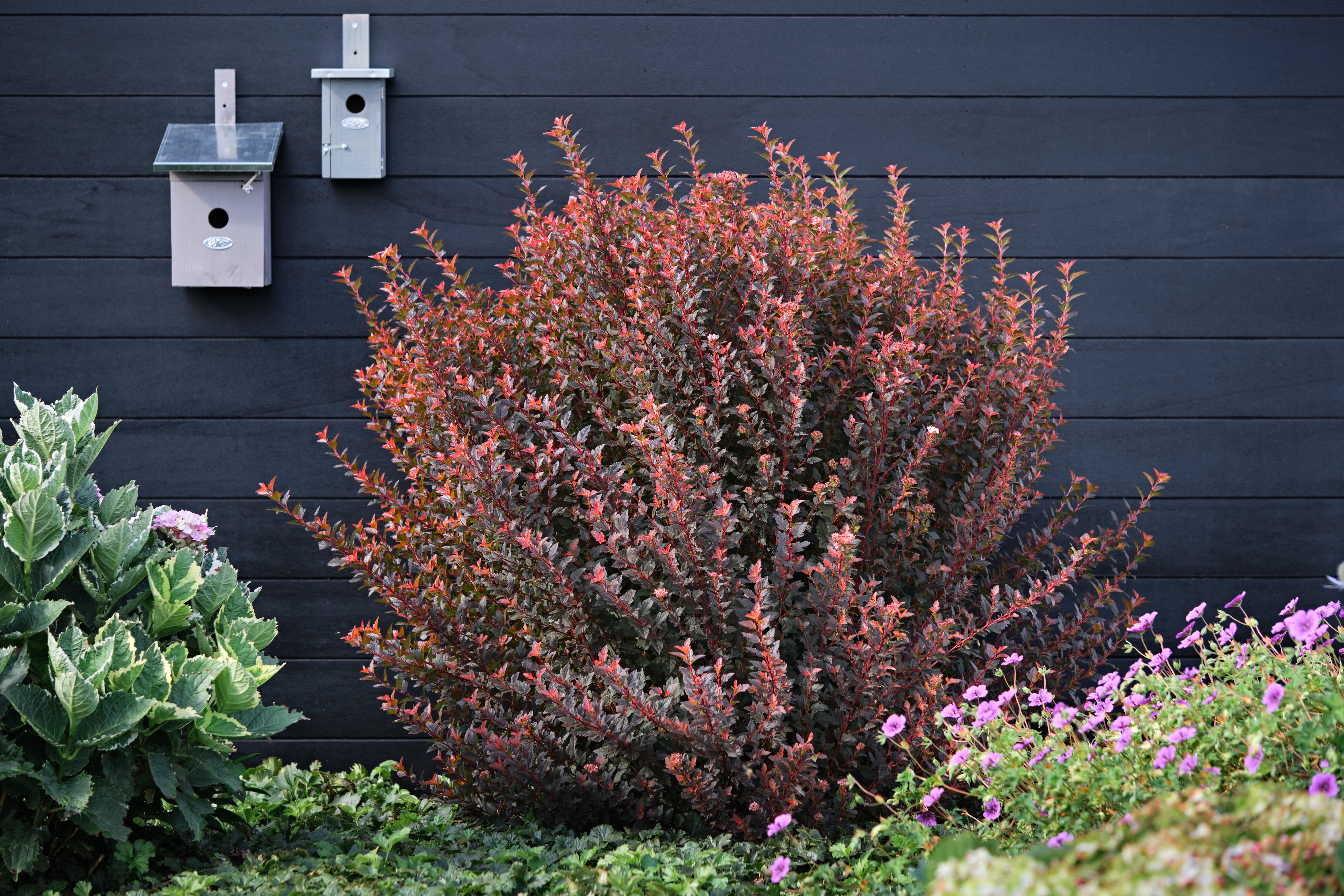 PHYSOCARPUS opulifolius ´Magical® Sweet Cherry Tea´ ('ZLEBic5')Ⓢ