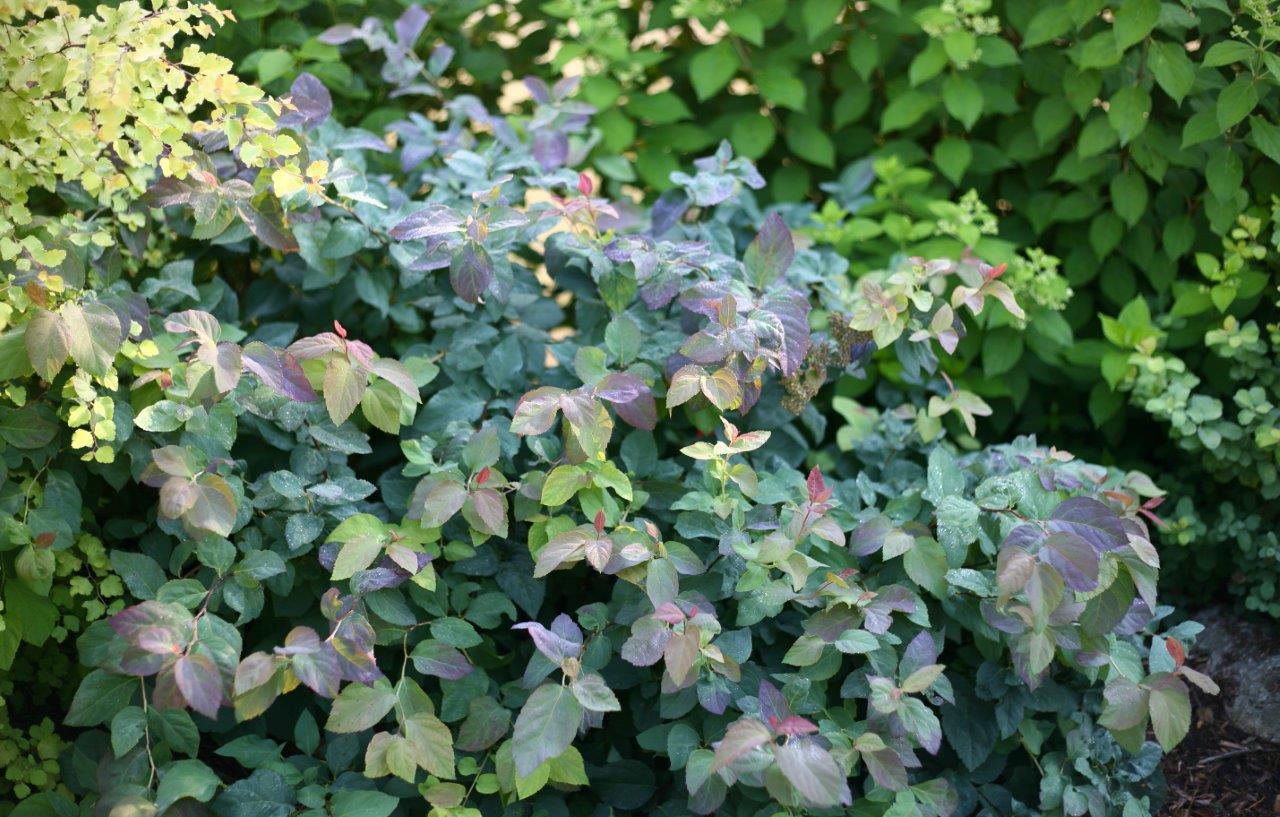 Spiraea-double_play_blue_kazoo-5-gedreht