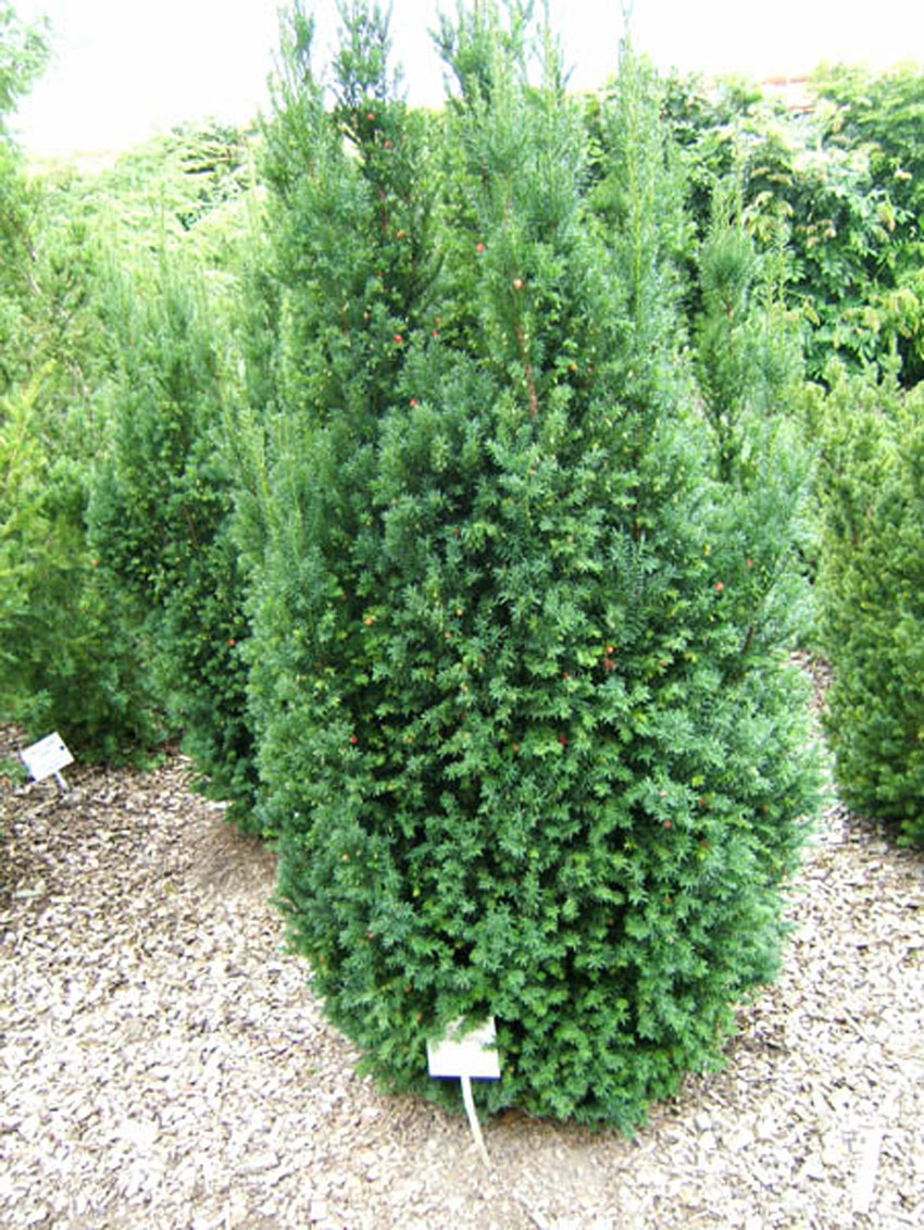 TAXUS media ´Strait Hedge´