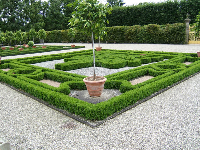 thuja-occidentalis-mecki-19