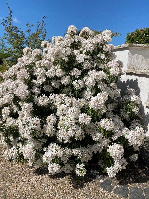 CHOYSIA-ternata-White-Dazzler-3
