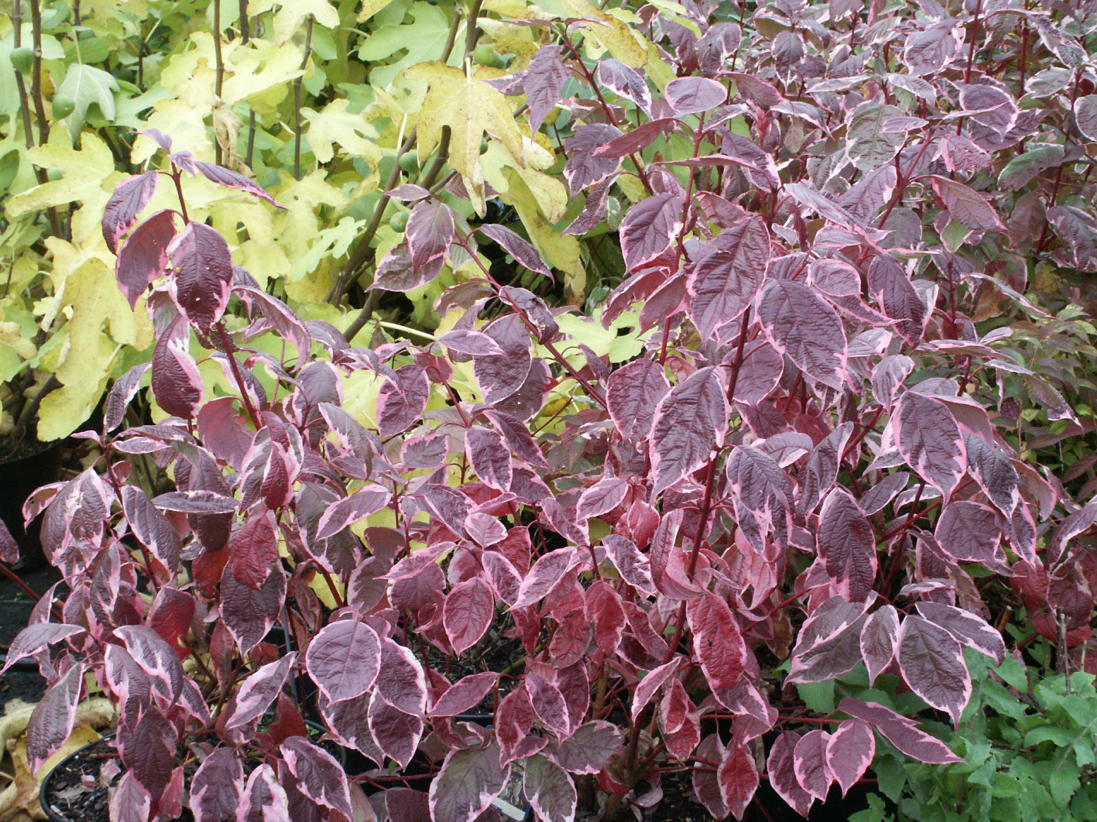 cornus-alba-sibirica-variegata-habitus-01