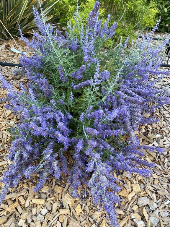 Perovskia-Lacey-Blue-Lisslitt-4