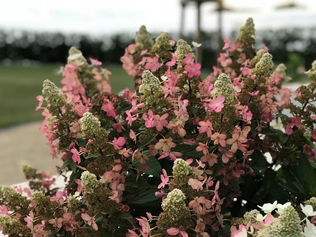 HYDRANGEA-paniculata-Magical-Vesuvio-33