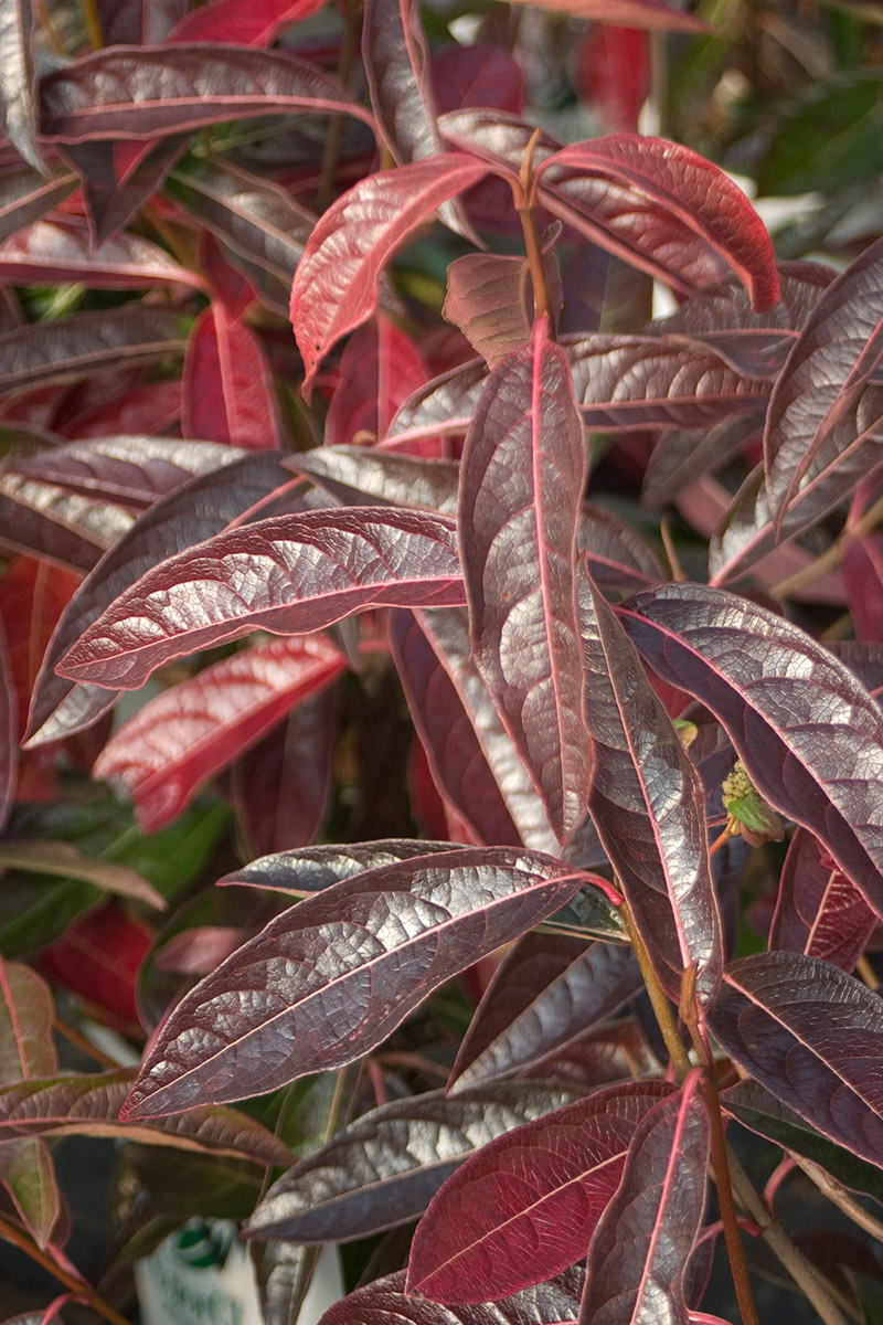viburnum-n-brandywine_664853b13e5507783