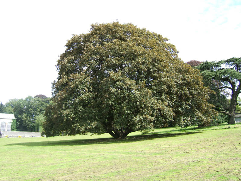 ACER platanoides