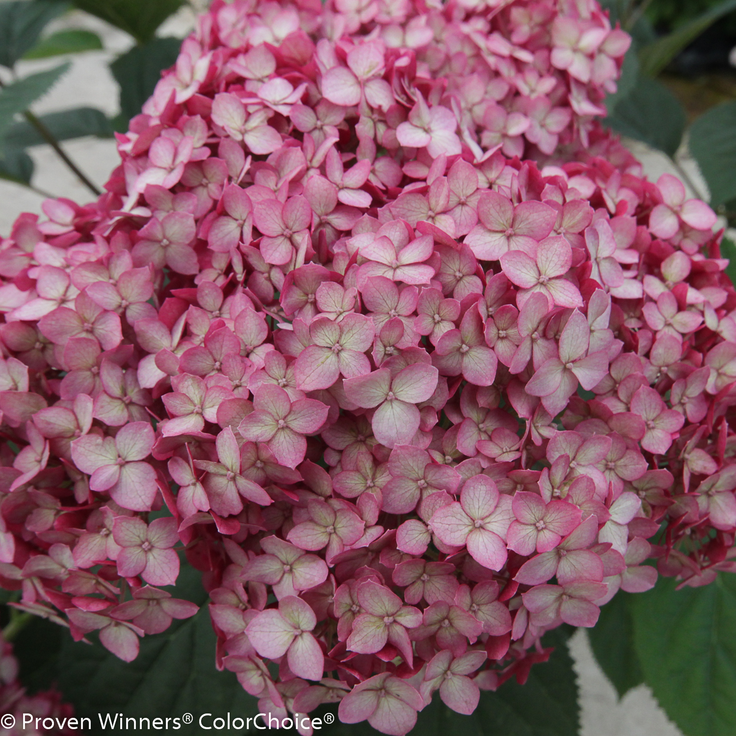 HYDRANGEA arborescens ´Ruby Annabelle´® (´Invincibelle® Ruby´) (´NCHA 3´)Ⓢ  PW®