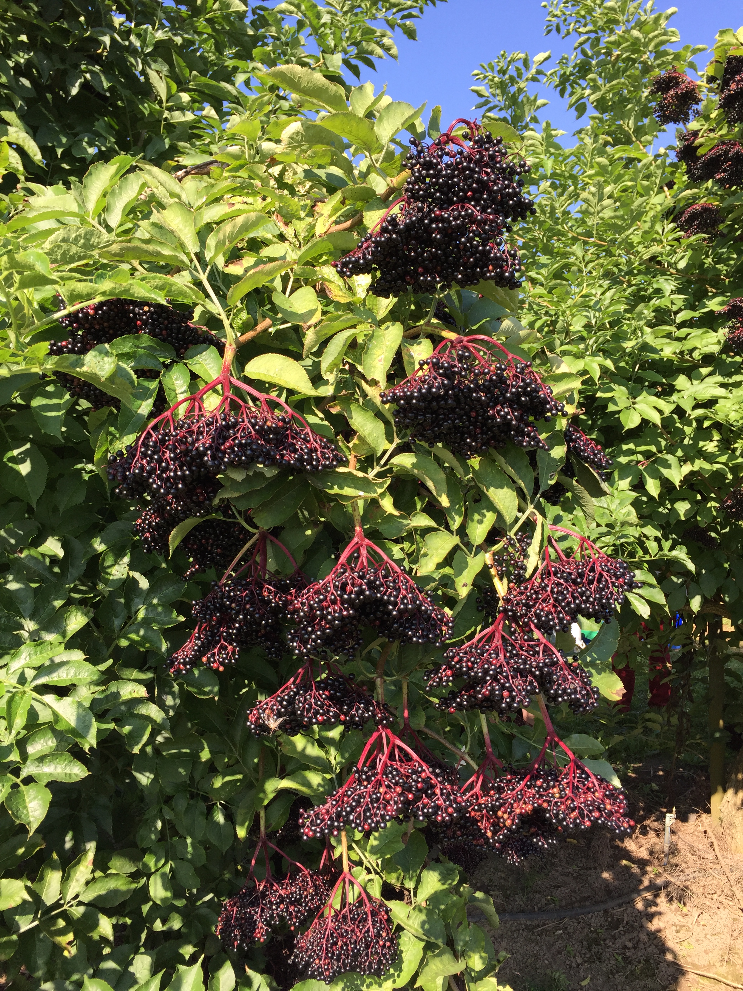 SAMBUCUS nigra ´Haidegg 13´