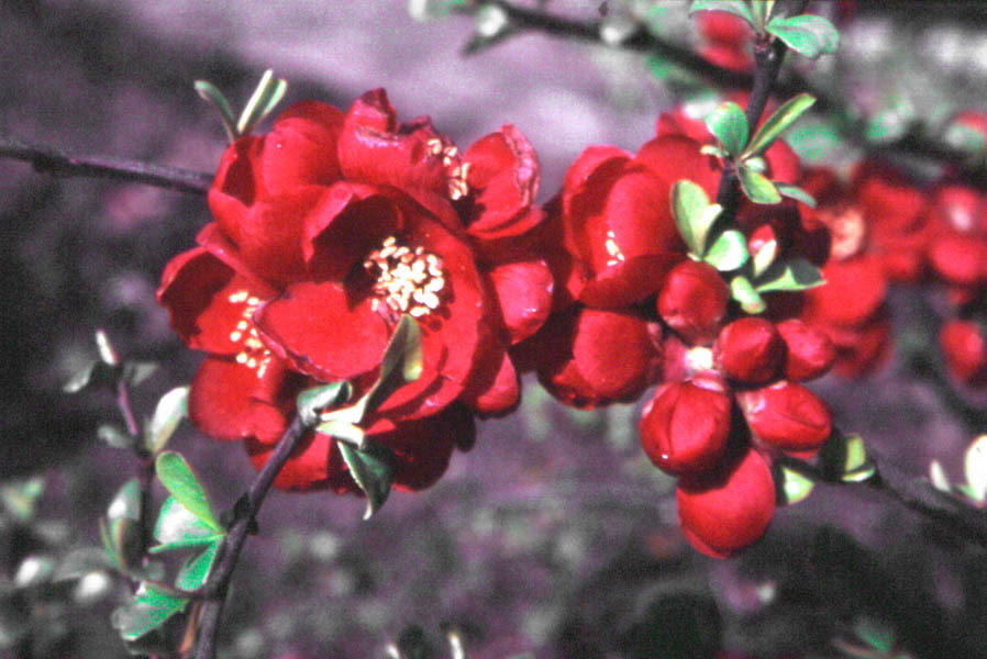 CHAENOMELES japonica (= maulei, Cydonia japonica, Cydonia maulei)