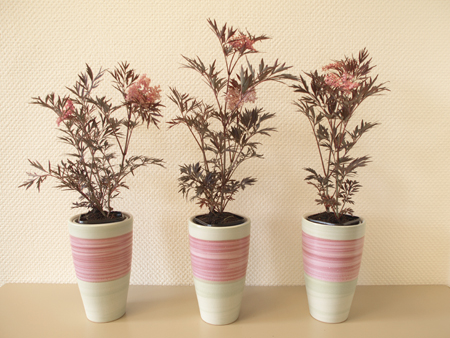 sambucus-nigra-black-lace2