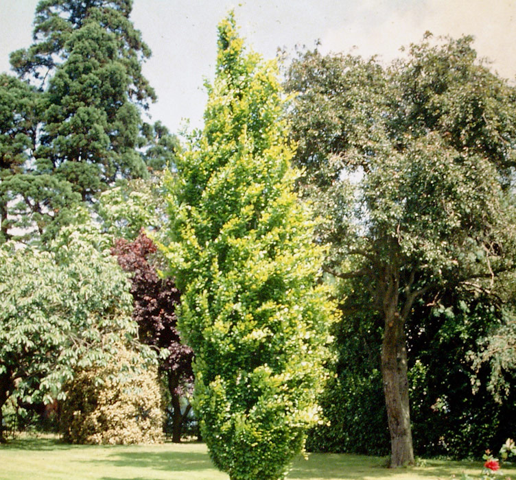 FAGUS sylvatica ´Dawyck Gold´