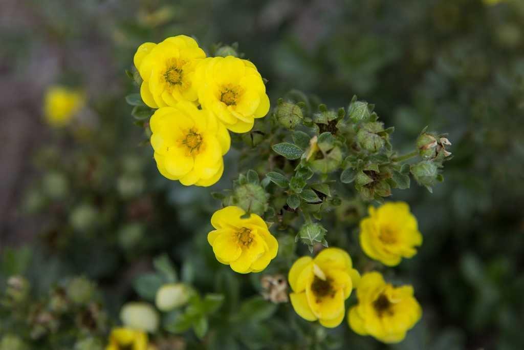 Potentilla-First-Editions-Citrus-Tart-1