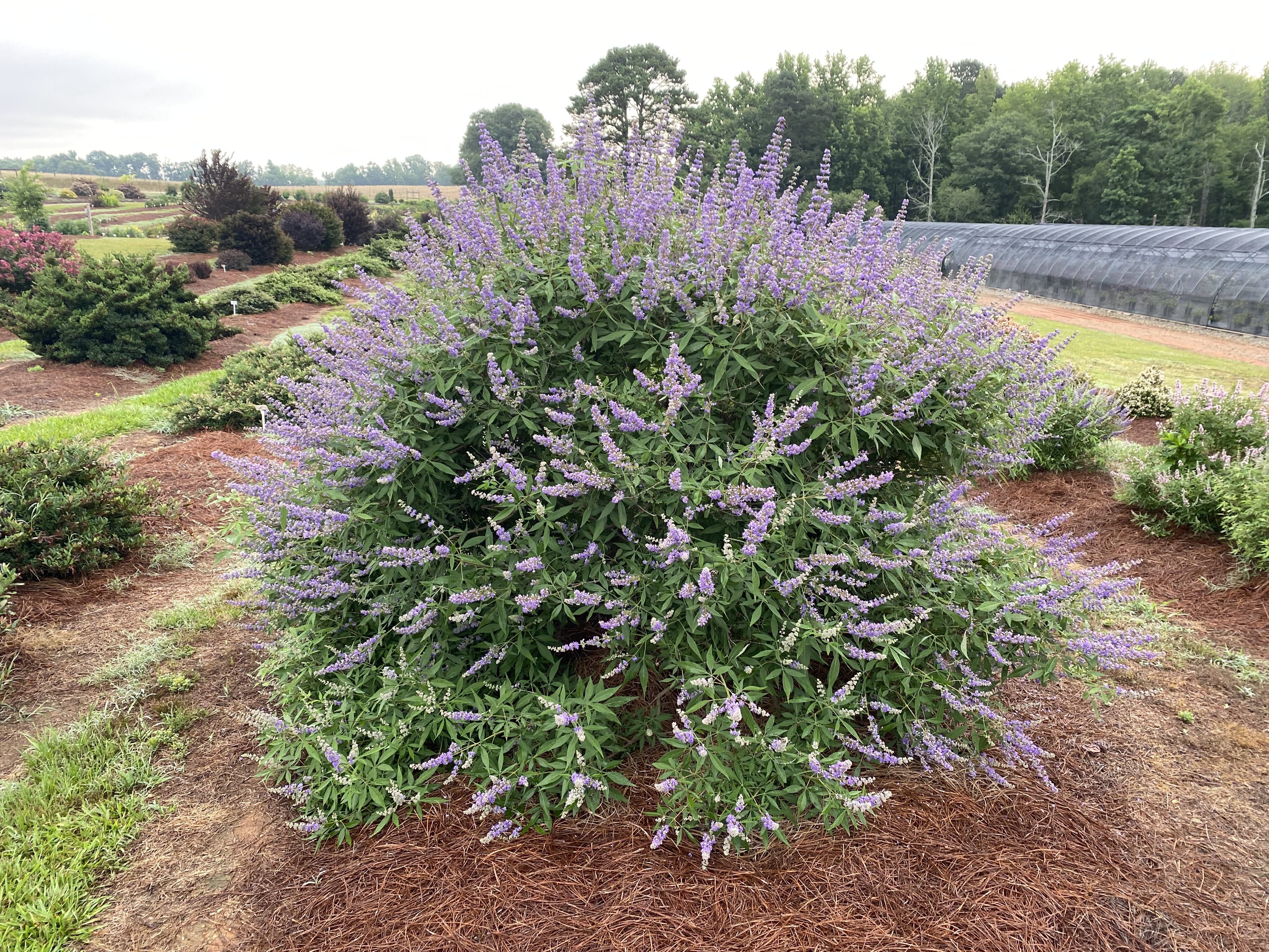 VITEX agnus-castus ´Queen Bee´® (´Bailtexthree´)Ⓢ FE®