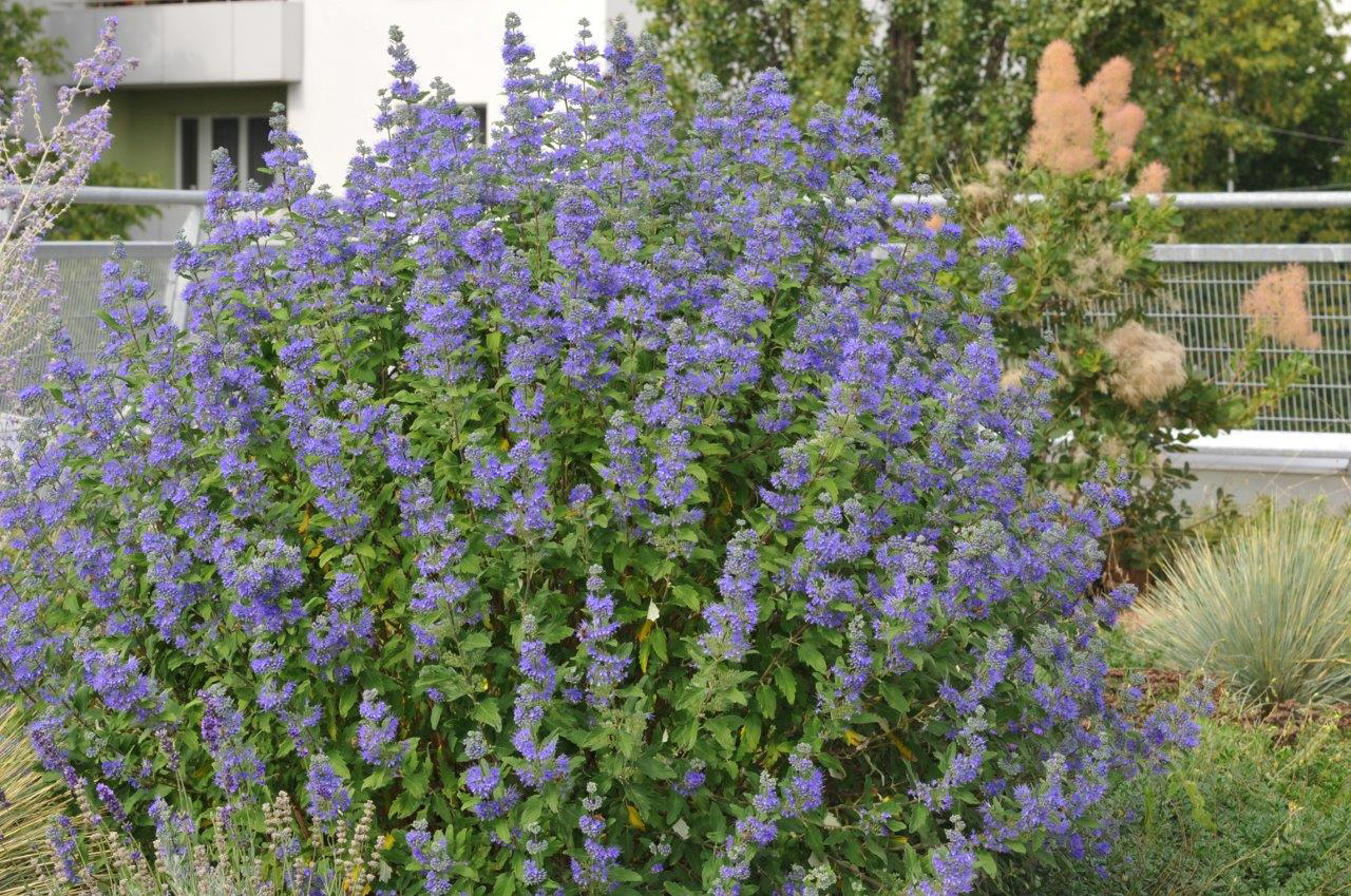 Caryopteris-Blue-Balloon-2