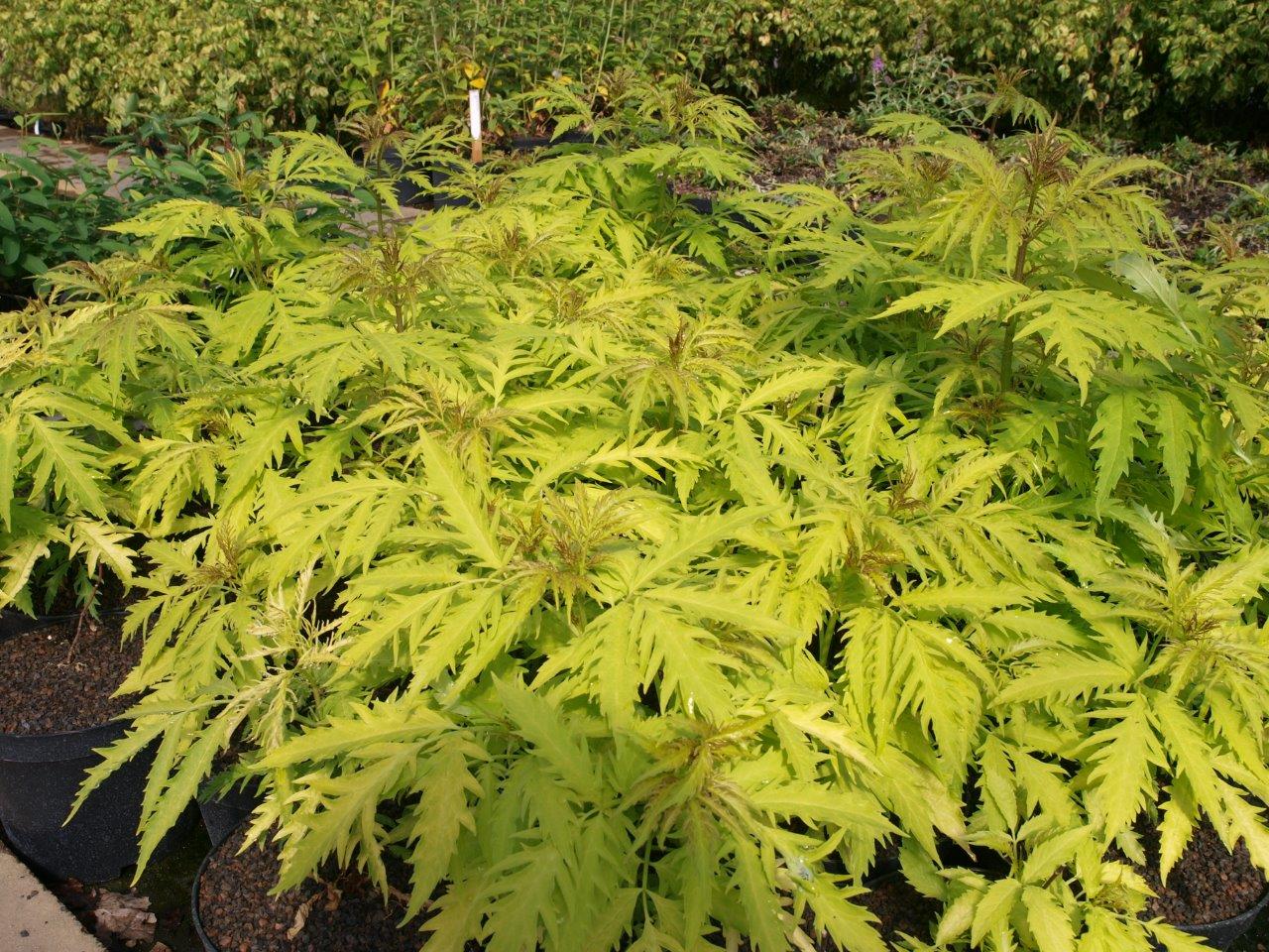 sambucus-golden-lace-2