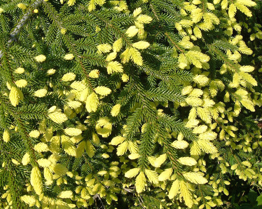 PICEA orientalis ´Aurea´