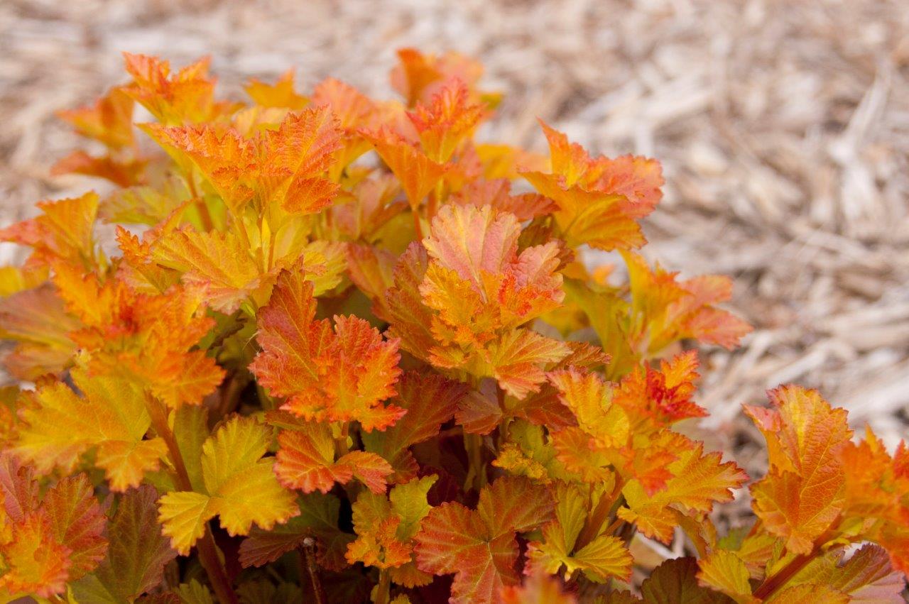 PHYSOCARPUS-opulifolius-Amber-Jubilee-72