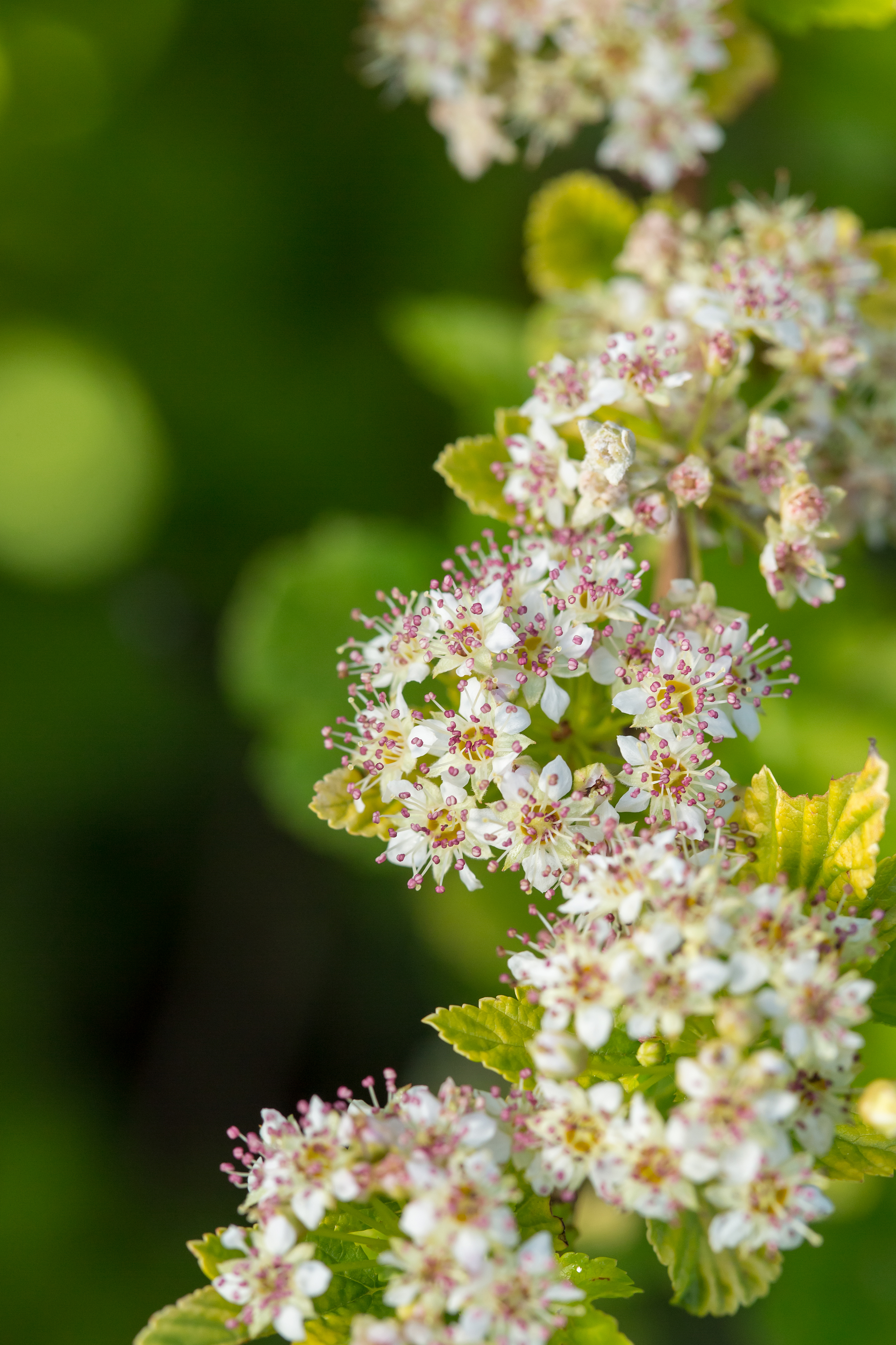 PHYSOCARPUS opulifolius ´Lucky Devil´ (´ZLE Michael´)Ⓢ FE®