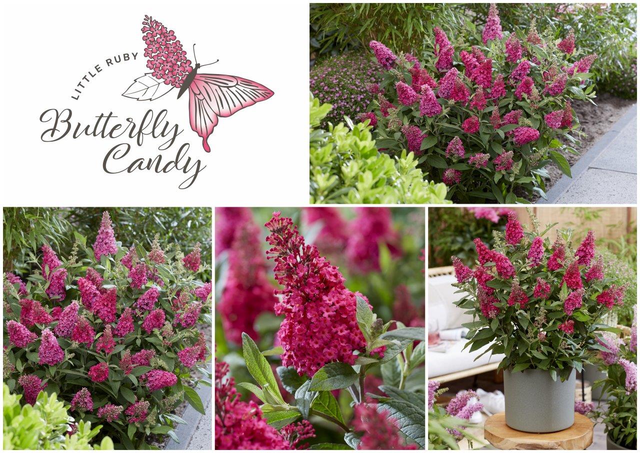 Buddleja-Butterfly-Candy-promotion_Buddleja-Butterfly-Candy-Little-Ruby