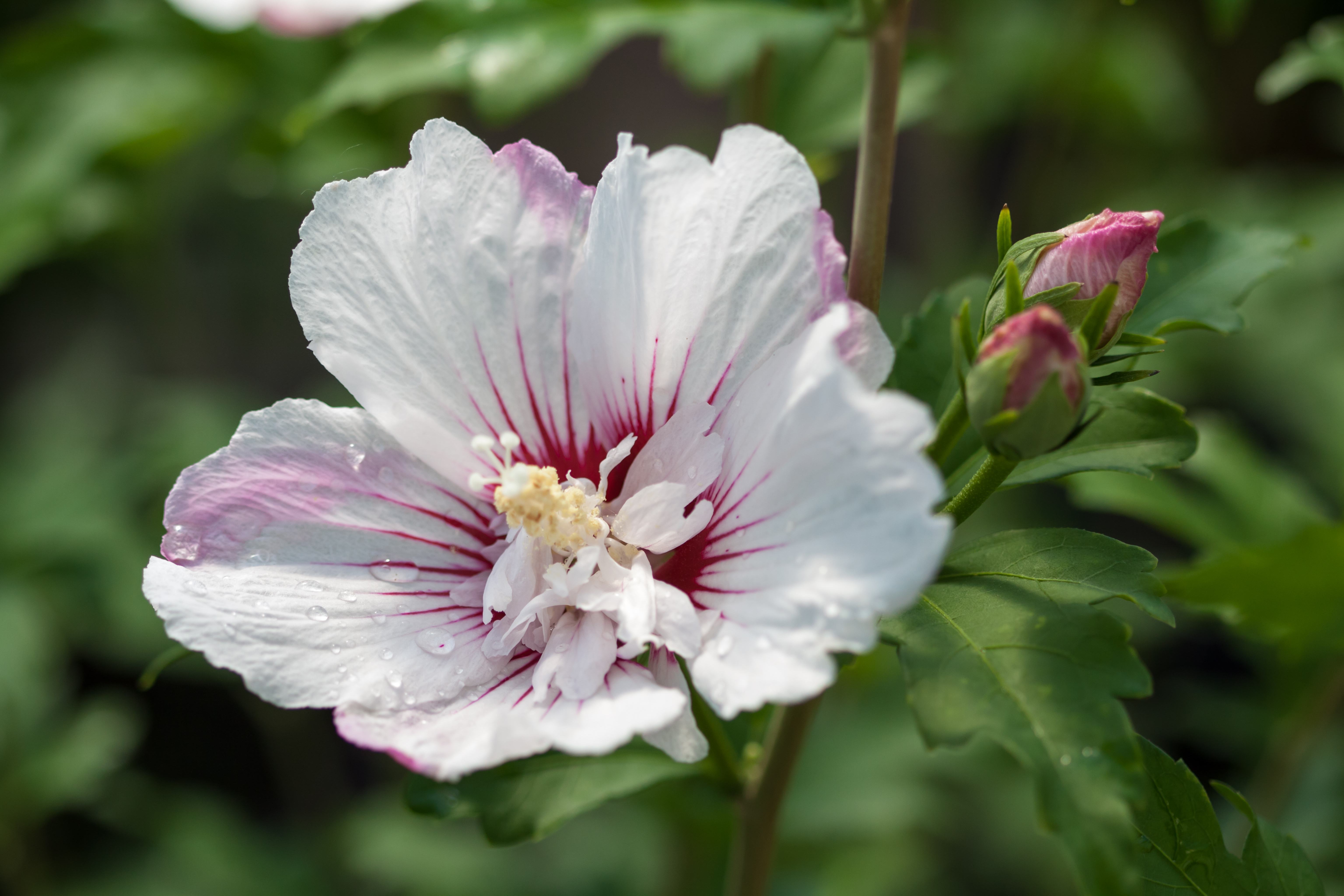 HIBISCUS syriacus ´Fiji´(=´Fidji´)® (´Minspot´)Ⓢ(=´Pinky Spot´)® FE®